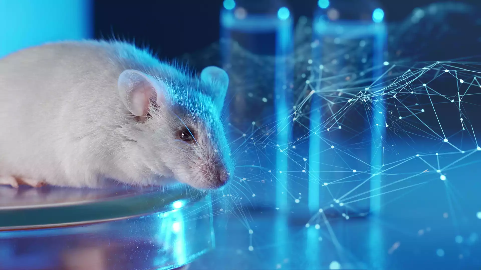 सिंथेसिट आयरन और विटामिन B6 के चूहों पर प्रभाव पर अध्ययन रिपोर्ट।